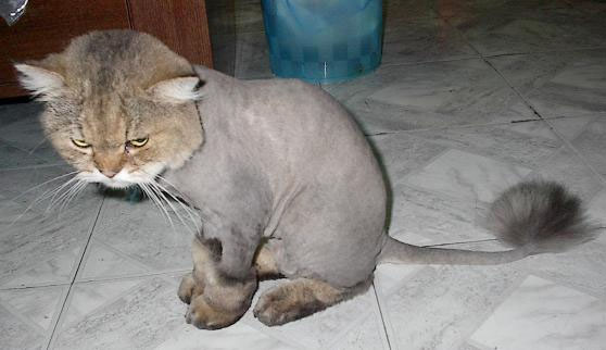 ats29245_angry_shaved_cat_2.jpg